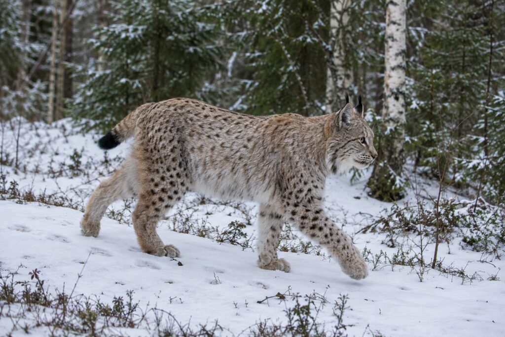 Ilves kõnnib lumisel metsarajal kuuse- ja kasemetsas, külgvaade
